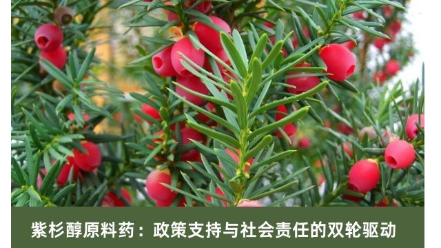 紫杉醇原料药：政策支持与社会责任的双轮驱动