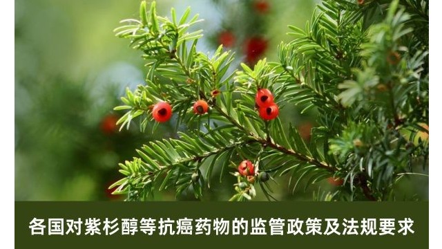 各国对紫杉醇等抗癌药物的监管政策及法规要求