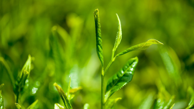 茶叶提取物在护肤品中的作用