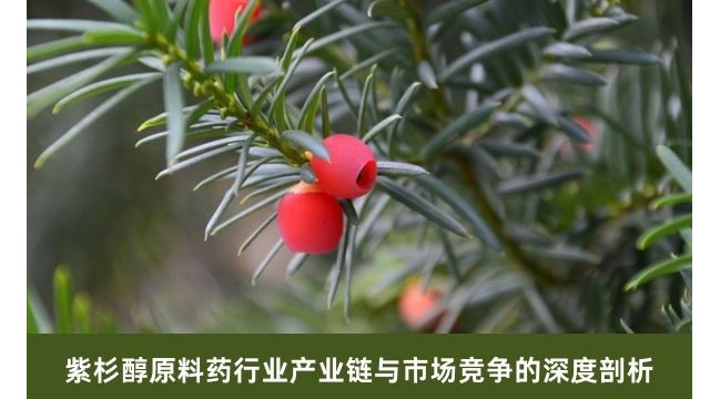 紫杉醇原料药行业产业链与市场竞争的深度剖析