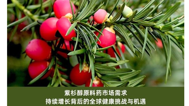 紫杉醇原料药市场需求：持续增长背后的全球健康挑战与机遇