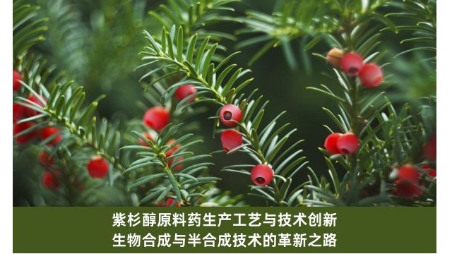 紫杉醇原料药生产工艺与技术创新：生物合成与半合成技术的革新之路