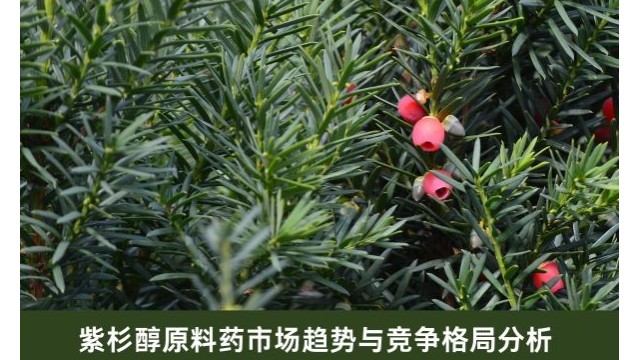 紫杉醇原料药市场趋势与竞争格局分析