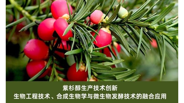 紫杉醇生产技术创新：生物工程技术、合成生物学与微生物发酵技术的融合应用