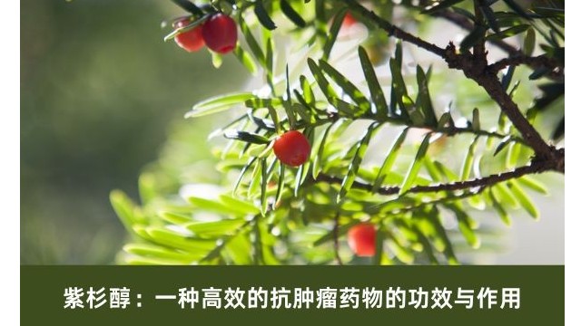 紫杉醇：一种高效的抗肿瘤药物的功效与作用